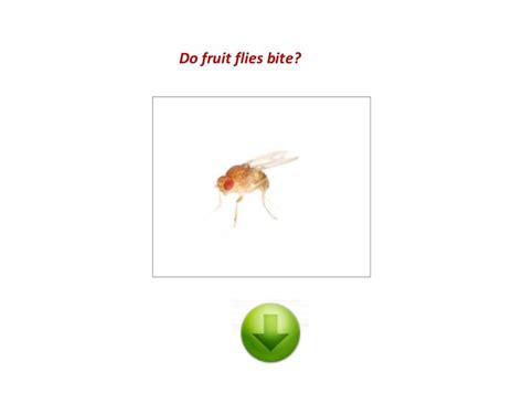 Do fruit flies bite