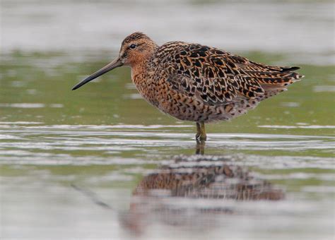 Dowitcher Identification