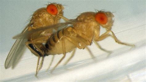 A Fruit Fly Love Story: The Making of a Mutant - DNA Science