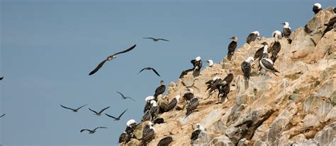 Guano is Back… | Office for Science and Society - McGill University