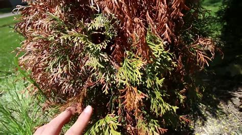 Troubleshooting a Dead Arborvitae in Our Living Fence and Fixing The Problem - YouTube