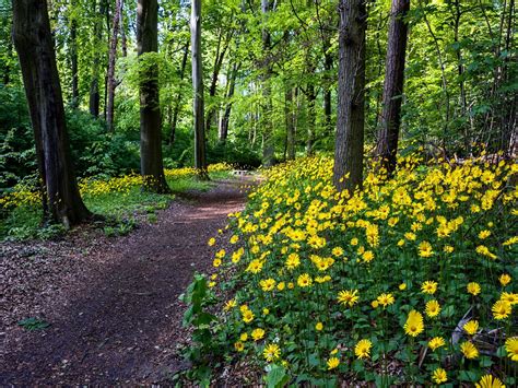 Forest Flowers wallpaper | nature and landscape | Wallpaper Better