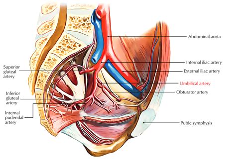 Umbilical Artery – Earth's Lab