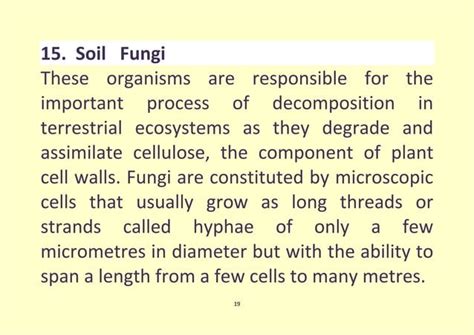 Soil microorganisms | PPT