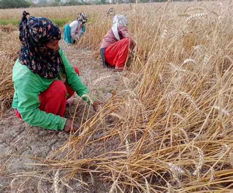 Ghaziabad Weather Update: धूल भरी आंधी से आकाश में धूल का गुबार, जानें अगले पांच दिनों तक कैसा ...