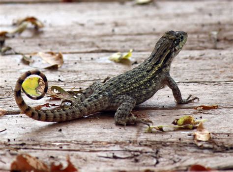 How To Get Rid Of Curly Tail Lizards - FallsGarden