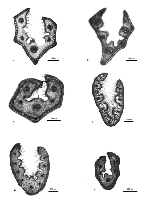 Cross section of the leaf blade. A. Festuca contracta (Roig et al. s.n ...