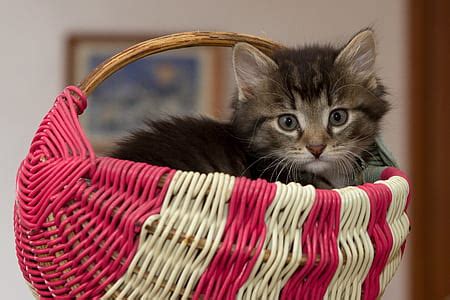Royalty-Free photo: Black cat by a wicker basket on a white bookcase shelf | PickPik