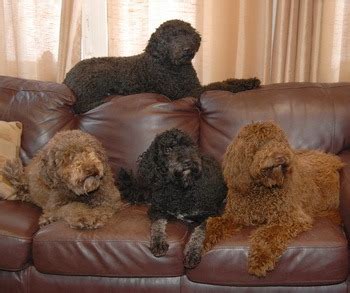 Barbet dog breeders and information in Canada - CanaDogs