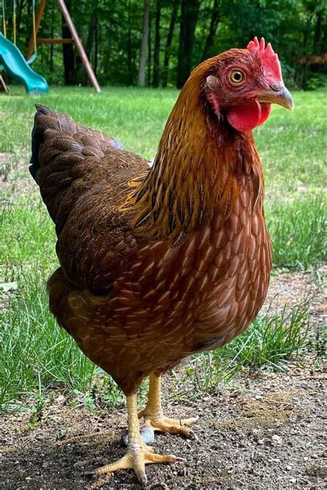 Welsummer Chicken: Eggs, Height, Size and Raising Tips