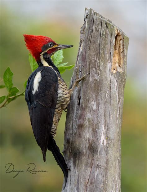 Carpintero Real/Lineated Woodpecker/Dryocopus lineatus – #OneBirdPerDay #UnAvePorDía