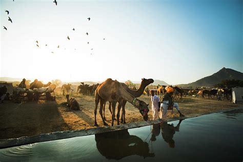 Camel Drinking Water From A Trough by Exotica.im