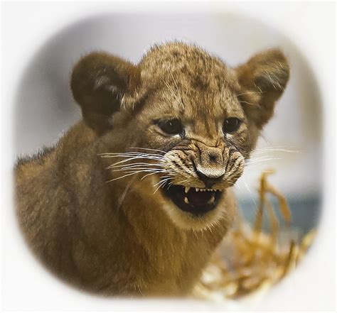 African Lion Cub | Photographed at Blackpool Zoo | Steve Wilson - over ...