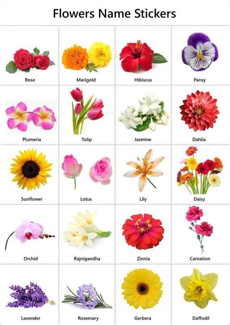 Pin by Isabella Moraes Barros Pacheco on Arranjos de flores | Flower names, Types of flowers ...