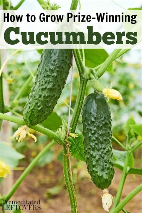 How to Grow Cucumbers