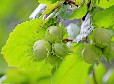 American Hazelnut Tree for Sale - Buying & Growing Guide - Trees.com