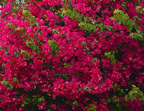 Bougainvillea Care & UK Growing Tips | UpGardener™