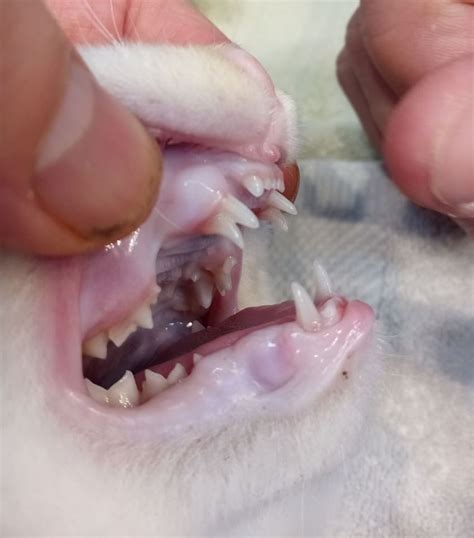 Retained Deciduous or Milk Teeth In Cats - Burwood Vet