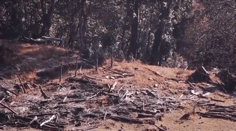 Red Panda Habitat Destruction