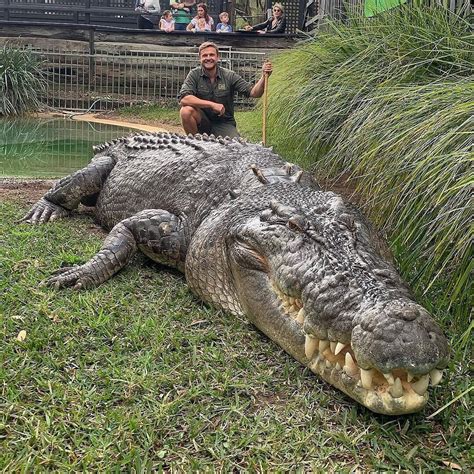 The absolute size of this beast of a Saltwater Crocodile. : r ...