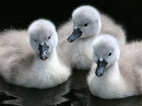 Swan Nesting (Complete Guide) | Bird Fact