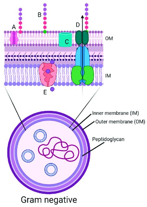 Diagram of the cell wall structure of a Gram-negative bacterium.... | Download Scientific Diagram