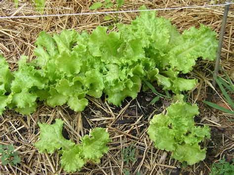 PlantFiles Pictures: Lettuce, Loose Leaf Lettuce 'Grand Rapids ...