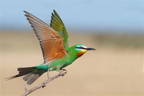 Details : Blue-cheeked Bee-eater - BirdGuides