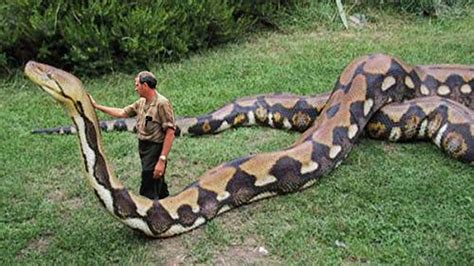 ShukerNature: CUTTING A PHONEY MEGA-PYTHON DOWN TO SIZE - OR, EXPOSING ANOTHER FAKE SNAKE