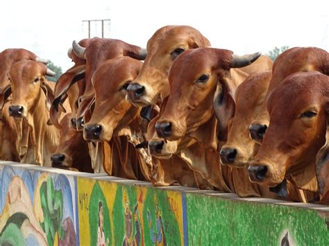 10 Best Cow Breeds in India: A Comprehensive Guide to India's Most Popular Cattle Varieties