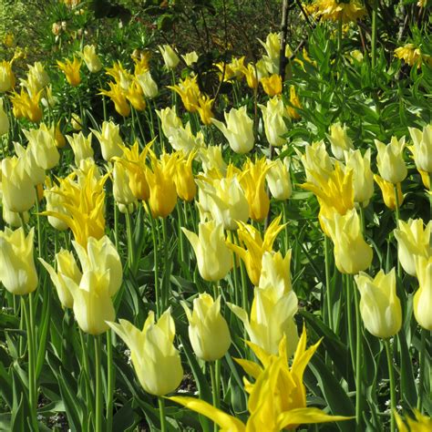 Tulip Festival - Pashley Manor Gardens