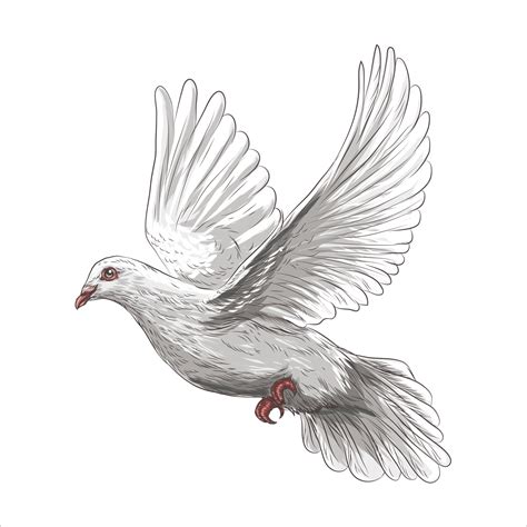 Dove bird is a symbol of peace and purity hand drawn vector illustration realistic sketch ...