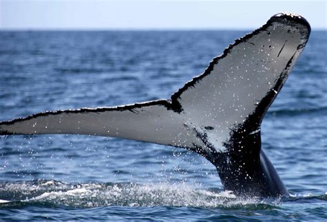 Gabriel's, a Provincetown Hotel It's Whale Watching Season in ...