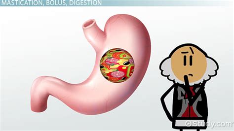 Important Functions of Digestion & Related Terminology - Lesson | Study.com