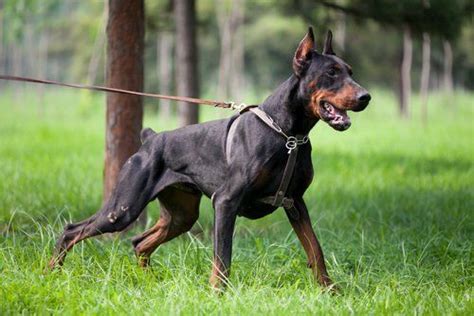 Are Dobermans An Aggressive Breed