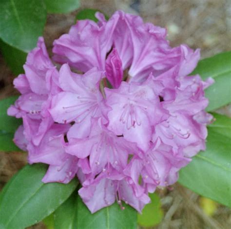 rhodedendron. State flower of Washington | Flowers, Pretty flowers ...