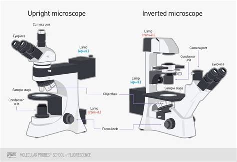 What Is Widefield Imaging?