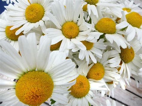 Free Stock Photo 12921 Bunch of Picked Daisies on Outdoor Patio Table | freeimageslive