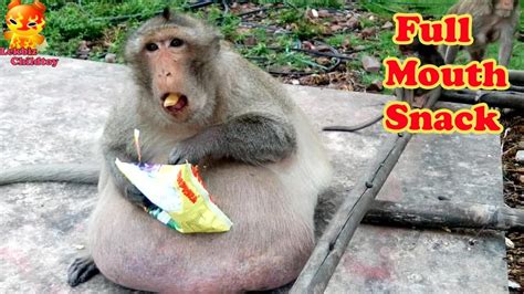 Fat Monkey eats snacks, full mouth - YouTube