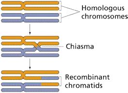 Chapter 3 : meiosis | Borzuya university