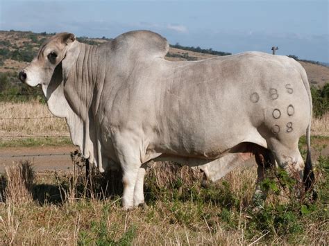 Osterloh Brahman Bull Sale | Hobson & Co | Bucking bulls, Animals with ...