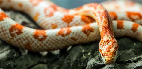 Corn Snakes: A Guide to This Popular Breed of Pet Snakes