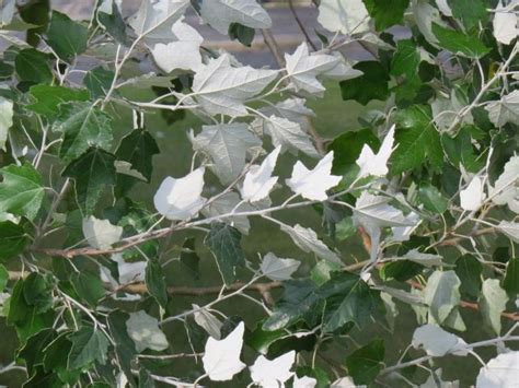 white poplar tree identification - Richard Bone