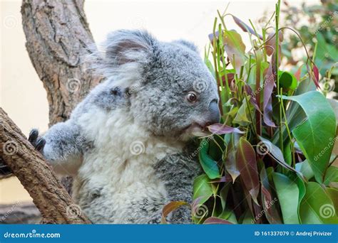 A Koala Bear Eating and Enjoying His Eucalyptus Stock Image - Image of ...