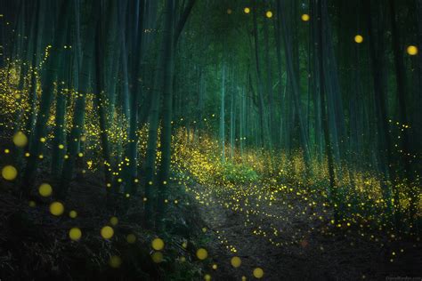 These Photos of Fireflies in Japan are Magical | PetaPixel