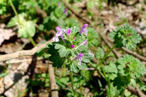 Lamium amplexicaule - Wildflowers of the National Capital Region