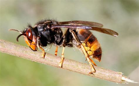 Asian Hornet spotted in Bury - About Manchester