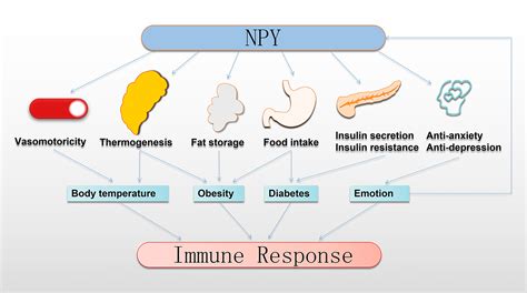 Frontiers | Neuropeptide Y Is an Immunomodulatory Factor: Direct and Indirect