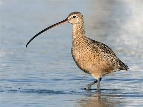 BIRD'S BIODIVERSITY AND CLIMATE CHANGE