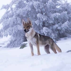 Coyote Dog Hybrid